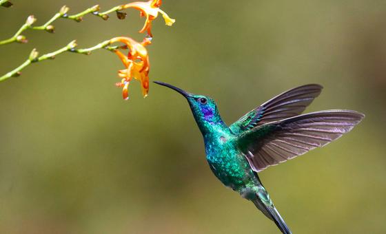 The latest UN biodiversity summit opens in Colombia; here’s what’s at stake